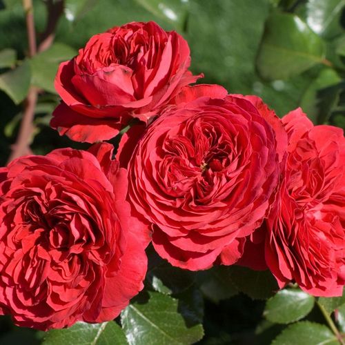 Rosa Mona Lisa® - rood - floribunda roos